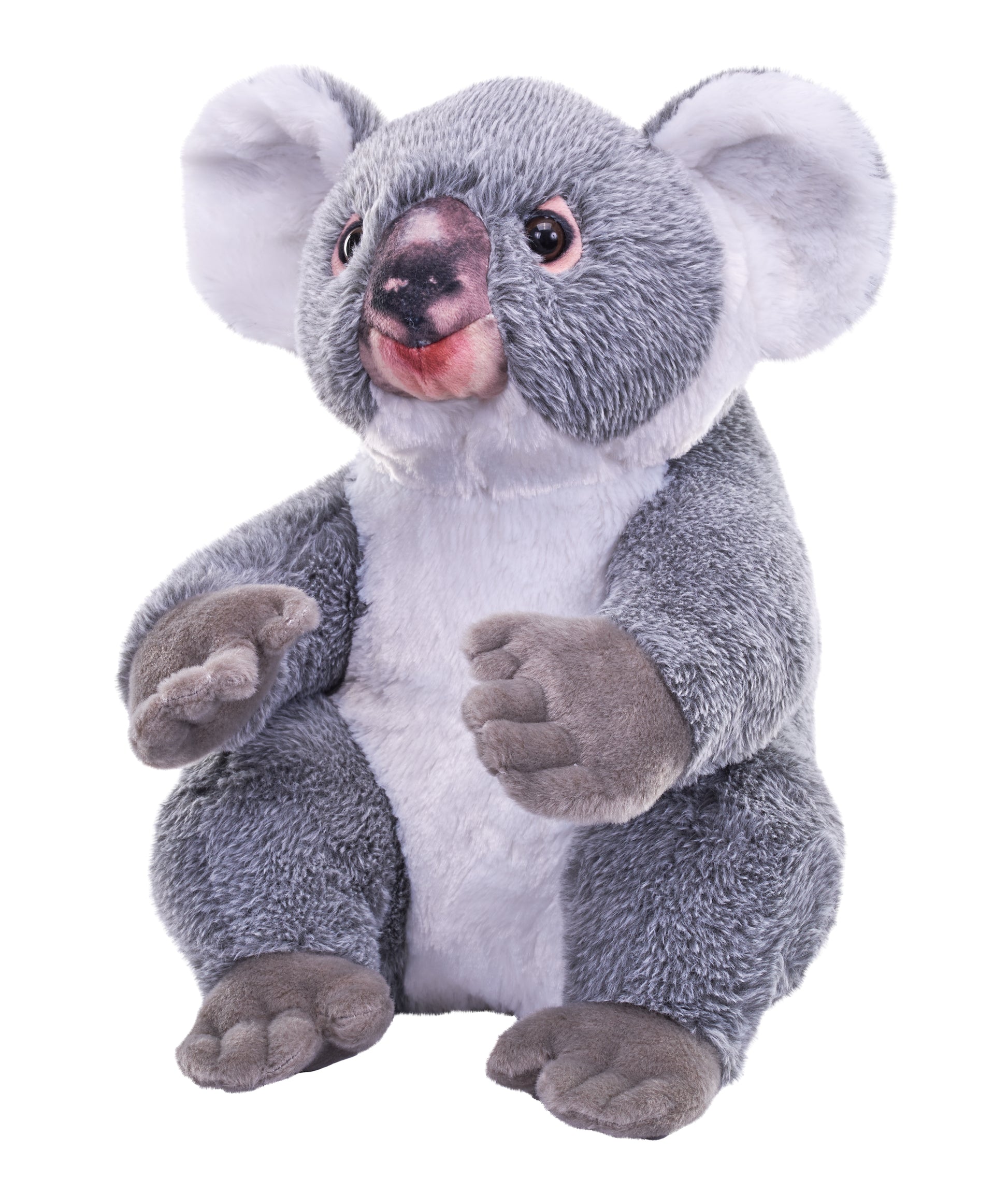 Artist Koala